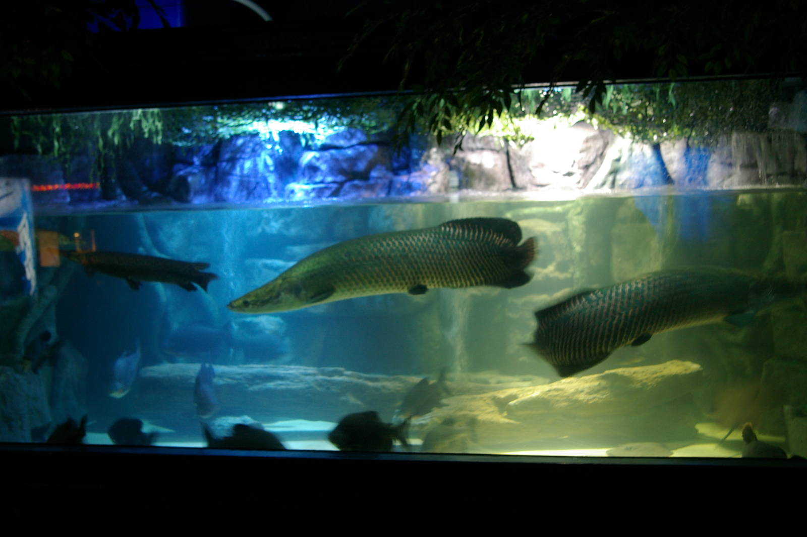 Amazon tank, Pattaya Underwater World (Thailand)