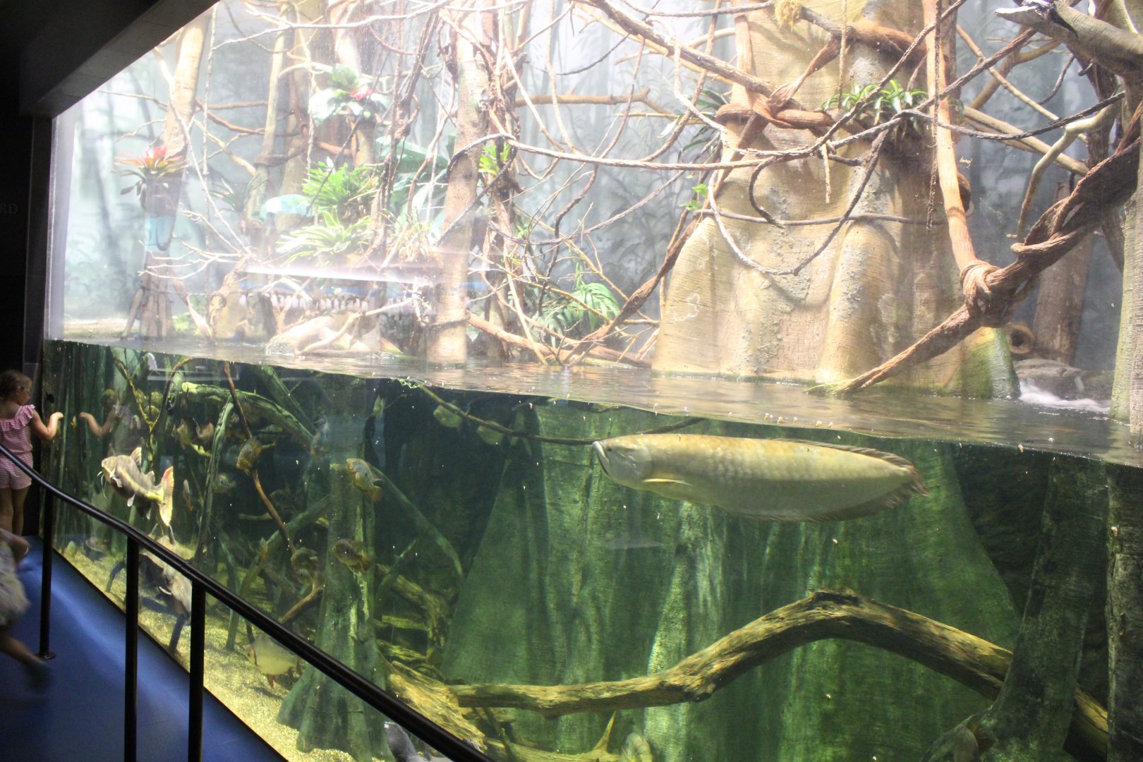 Amazon Tank - Scott Aquarium