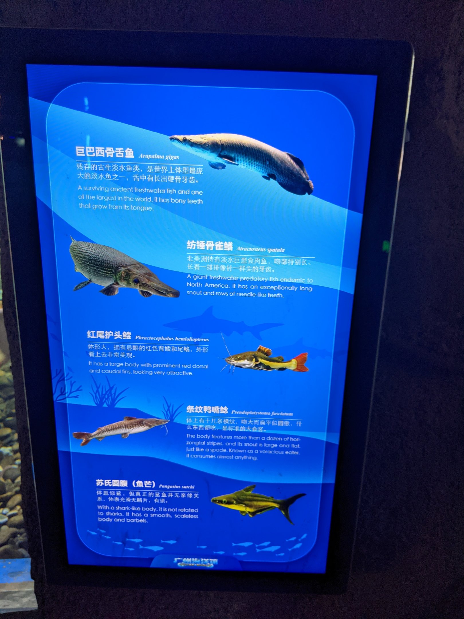 Amazon tank signage - Ocean World (Guangzhou)