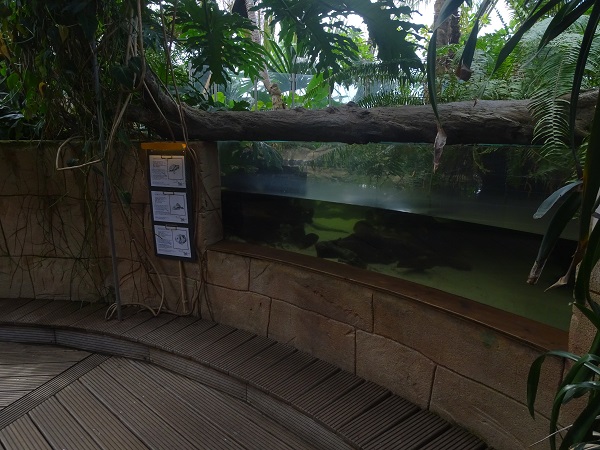 Amazon tank (species list in description)