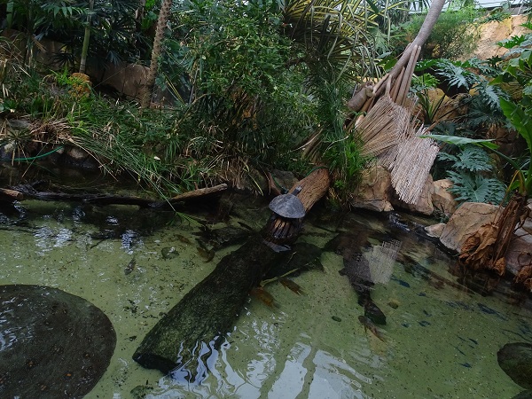 Amazon tank (species list in description)