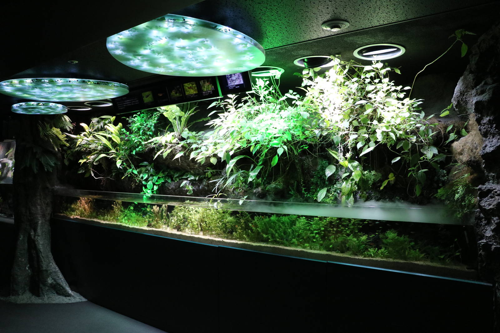 Amazon tank - Sunshine Aquarium Tokyo, February 2016