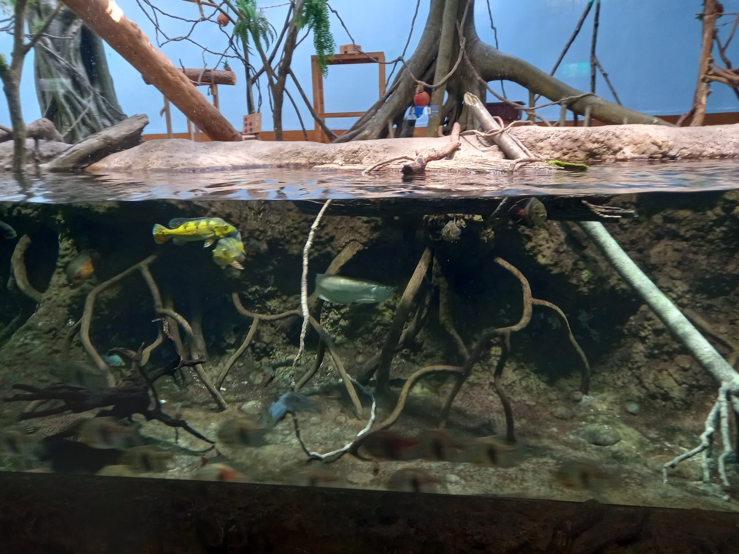 Amazon Tank, Xpark Aquarium