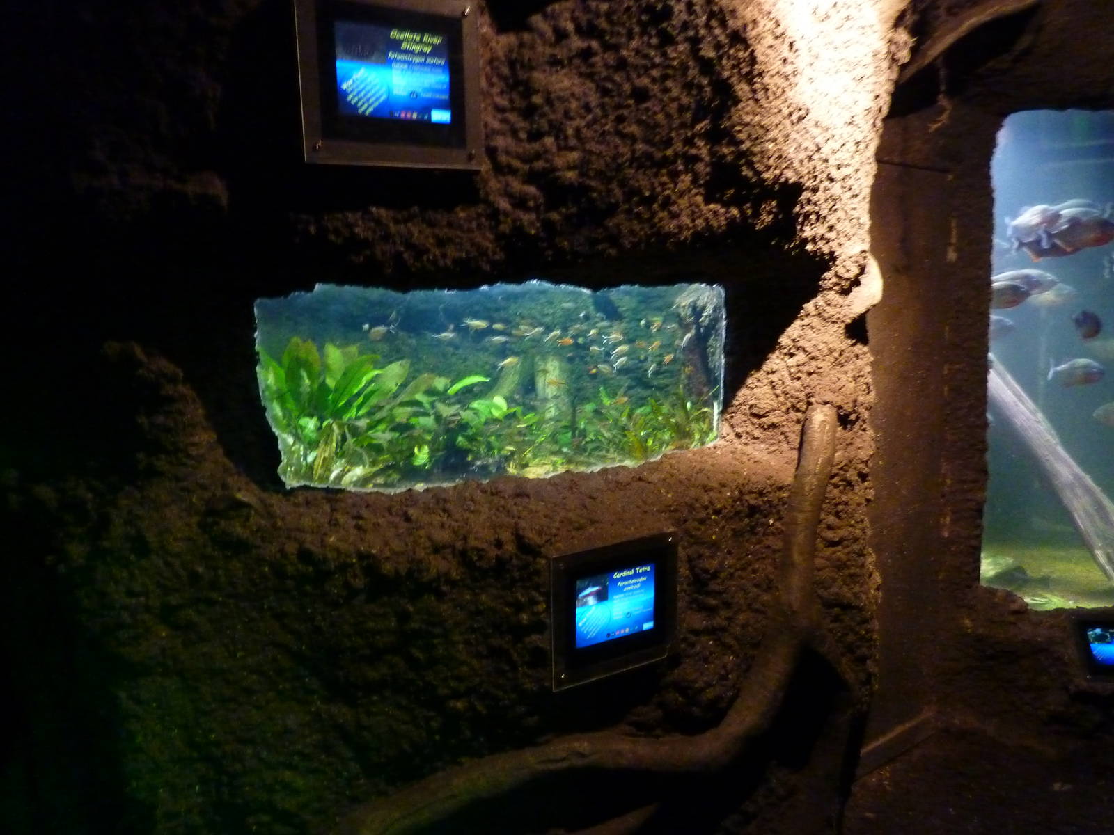 Amazon tank