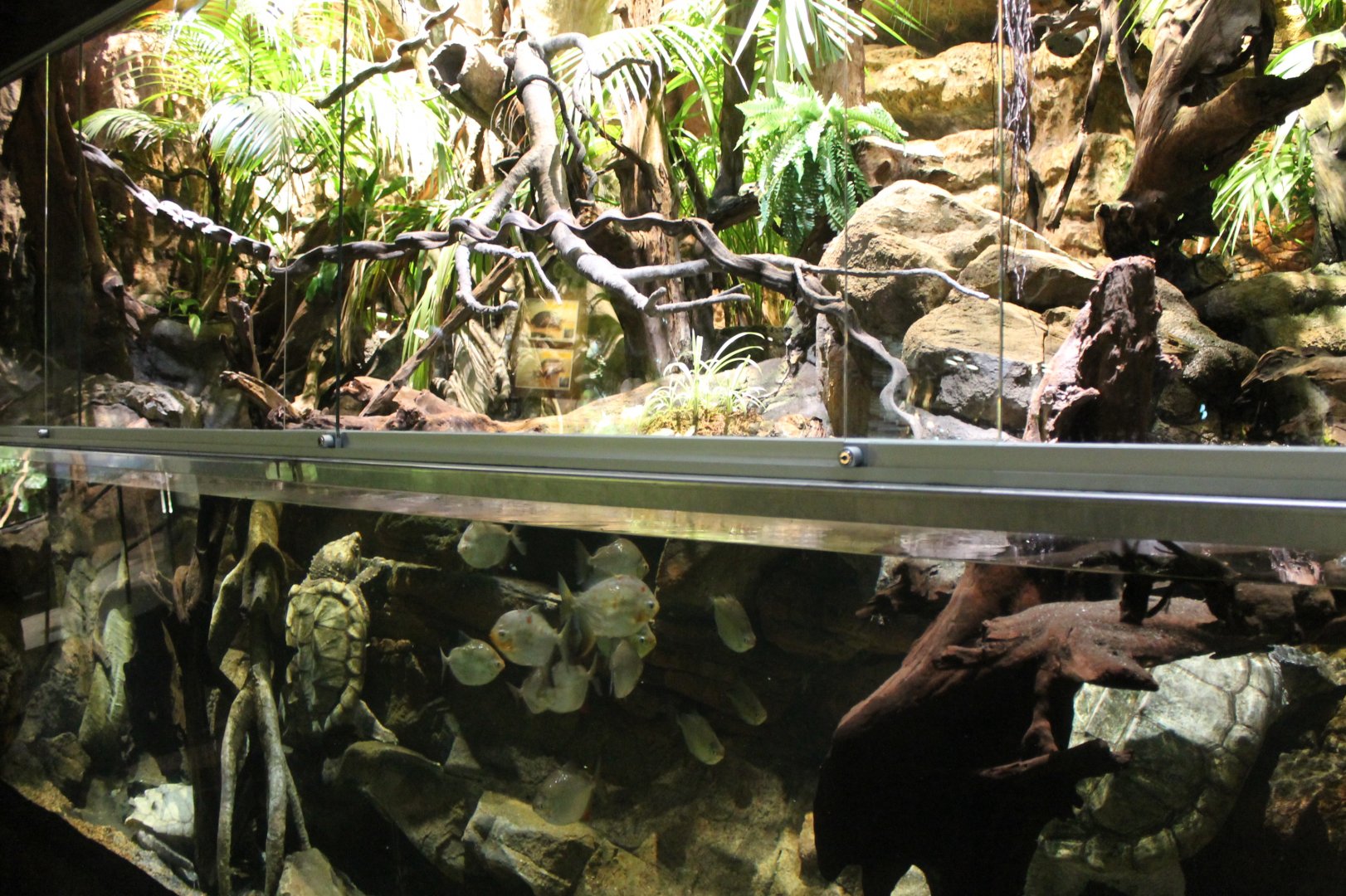 Amazon Tank