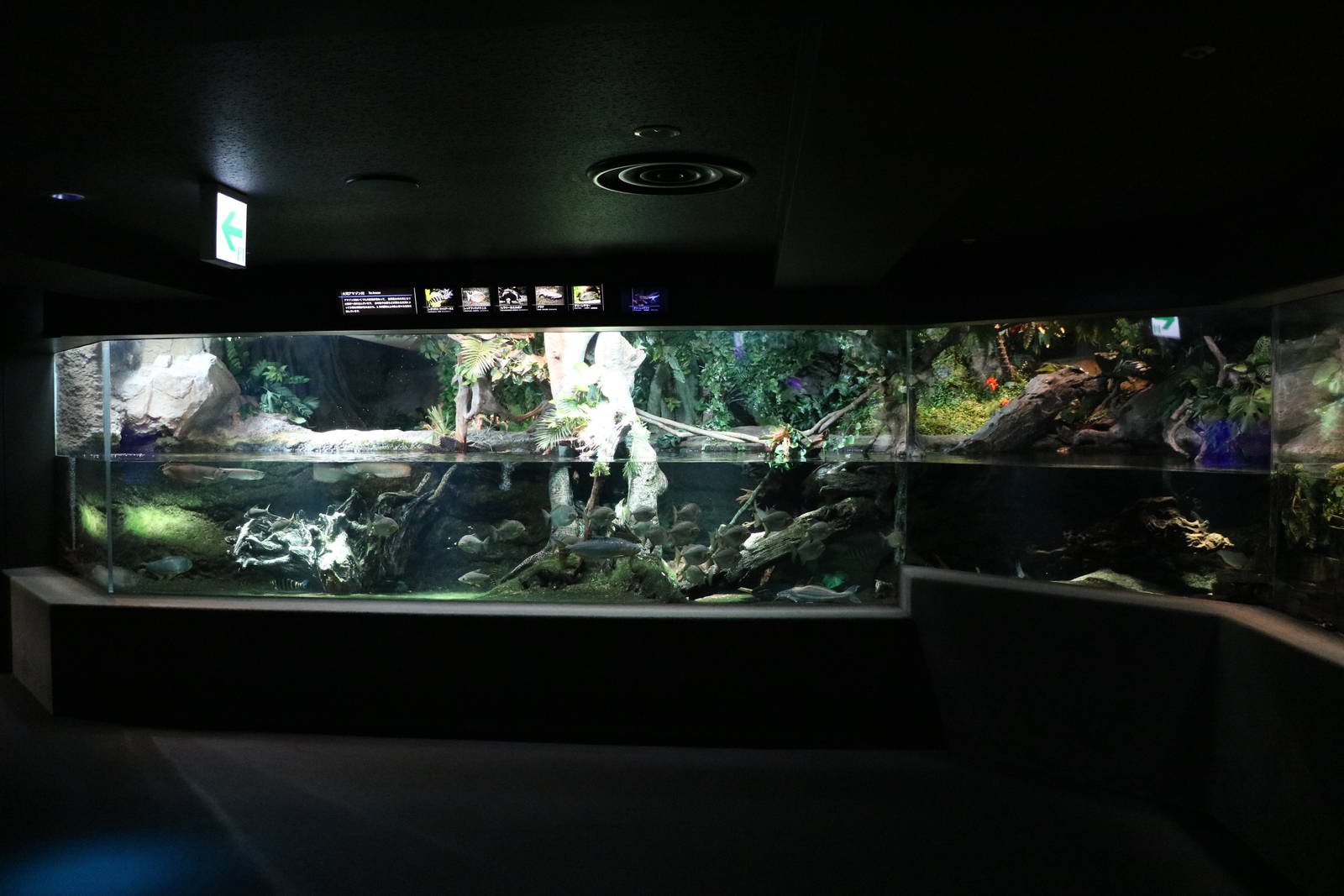 Amazon tanks - Sunshine Aquarium Tokyo, February 2016