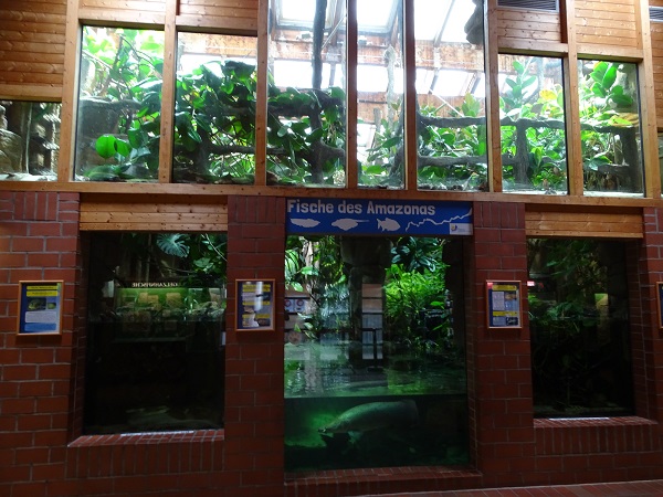 Amazon themed tanks (07/22)