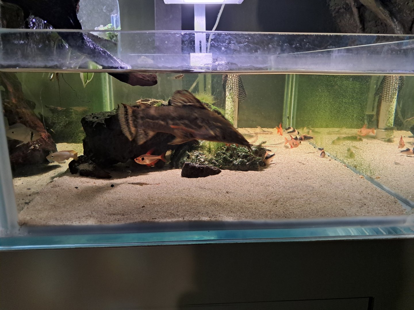 Amazon tiered tank 1