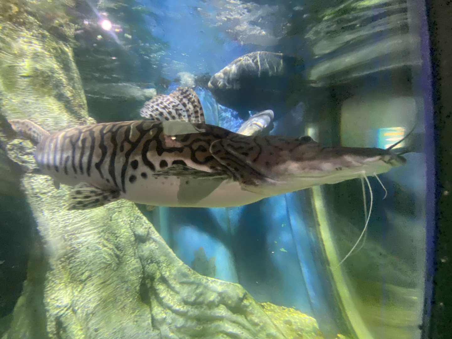 Amazon - Tiger shovelnose catfish 070124