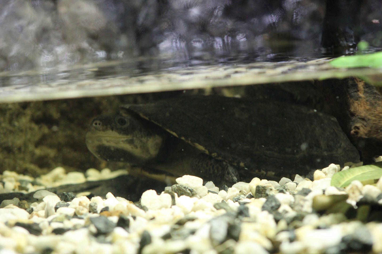 Amazon Toadhead Turtle
