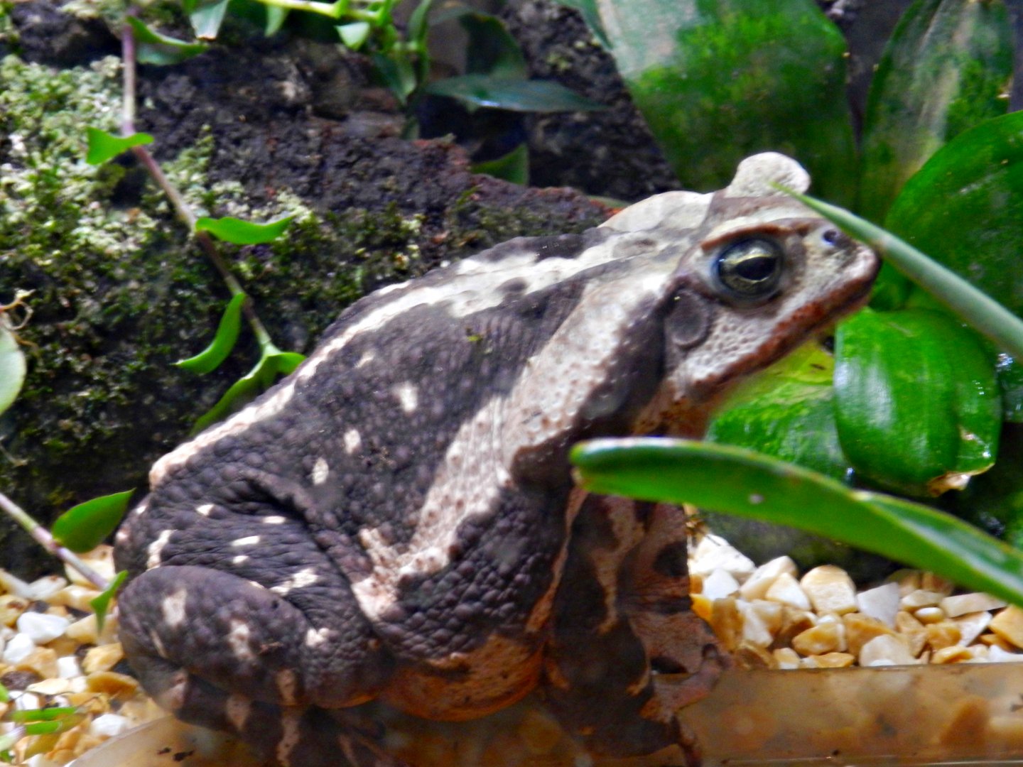 Amazon trail, cane toad - Zooparque Itatiba