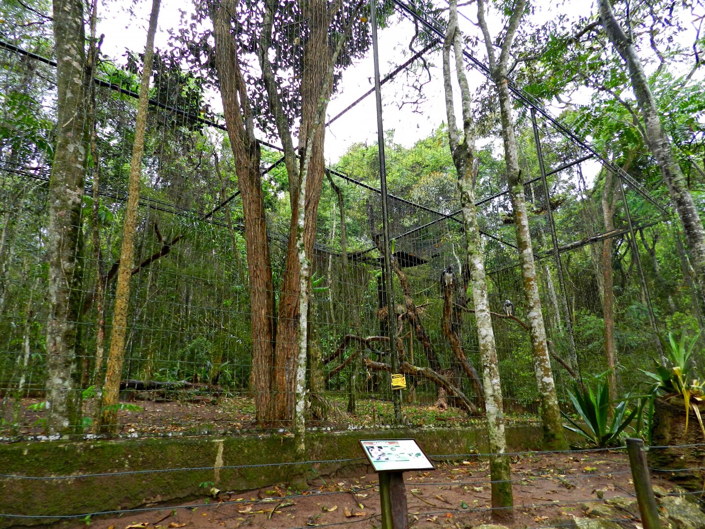 Amazon trail, harpy eagle exhibit - Zooparque Itatiba