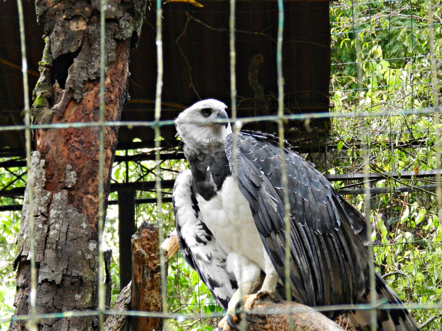 Amazon trail, harpy eagle - Zooparque Itatiba