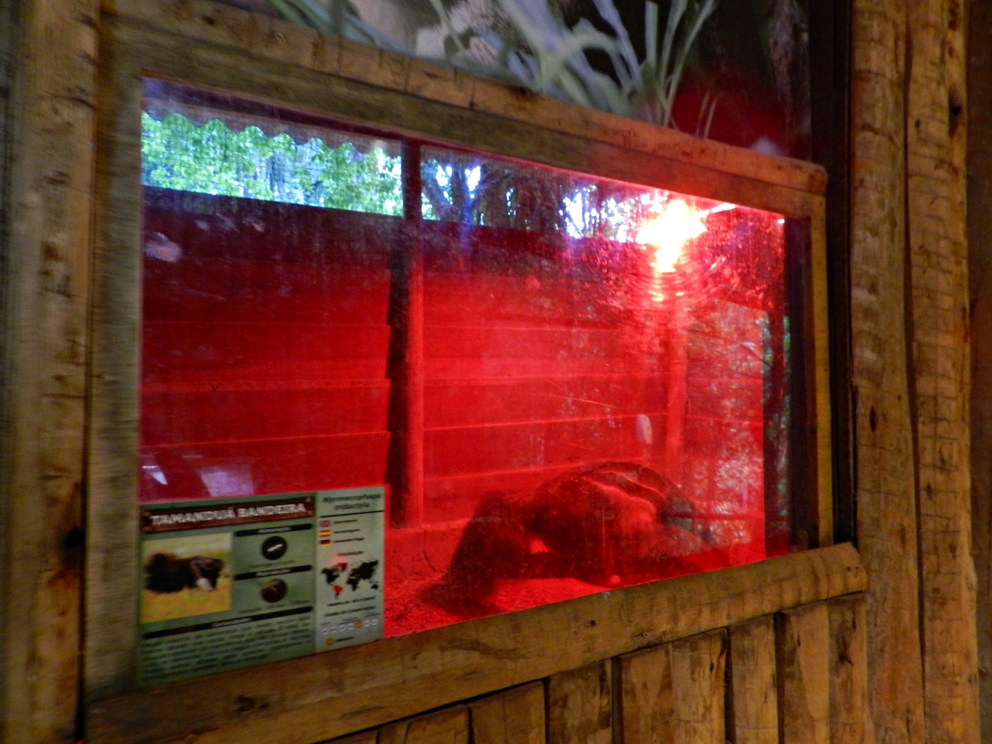 Amazon trail, indoor giant anteater exhibit - Zooparque Itatiba