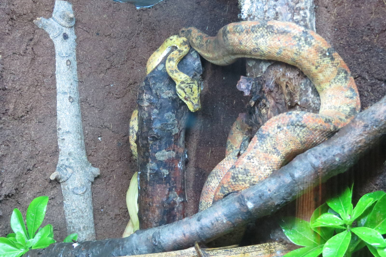 Amazon Tree Boa 10/14