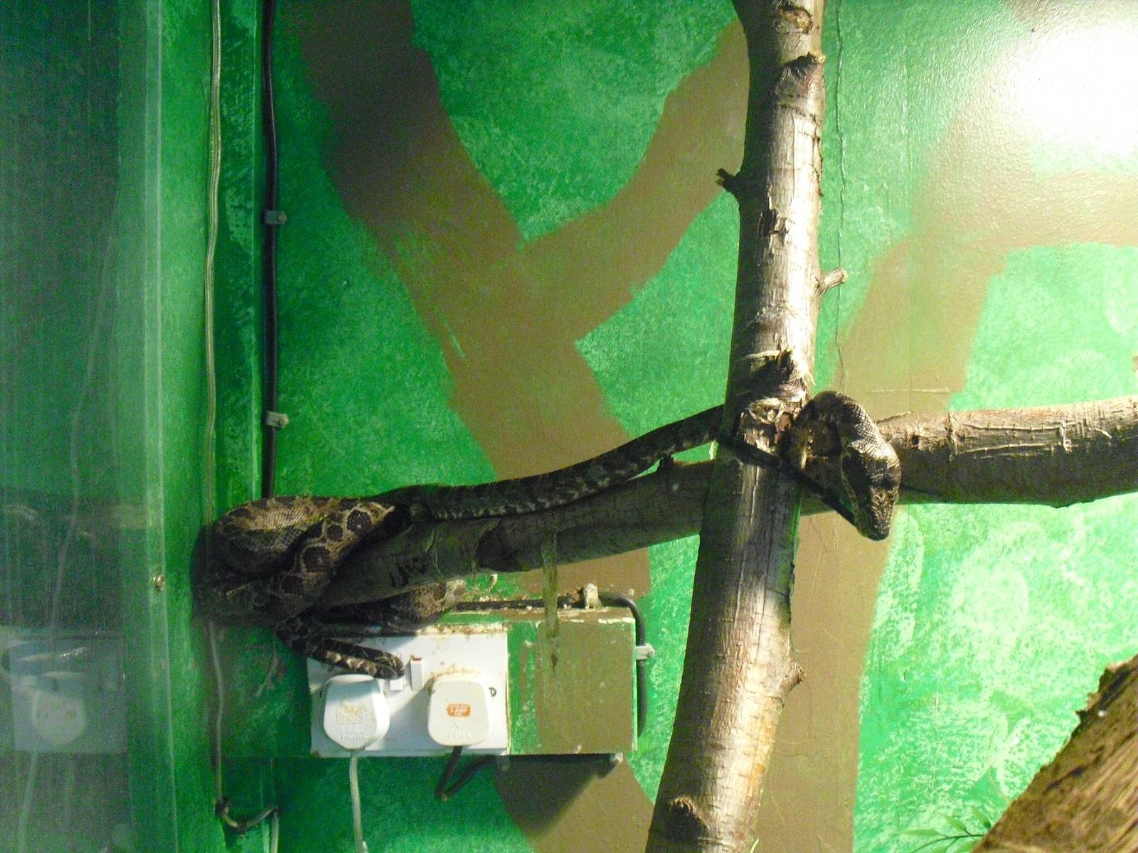 Amazon Tree Boa - 16/10/2011