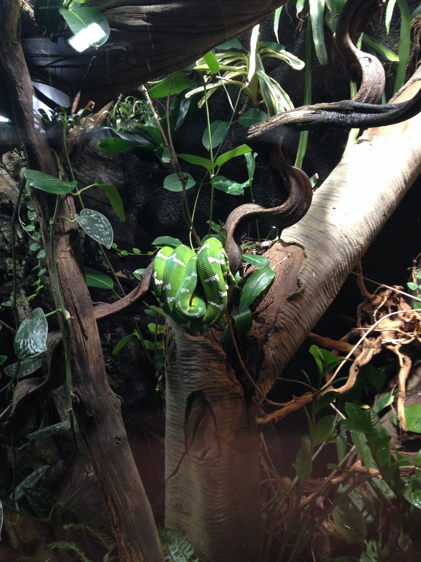 Amazon tree boa 2016