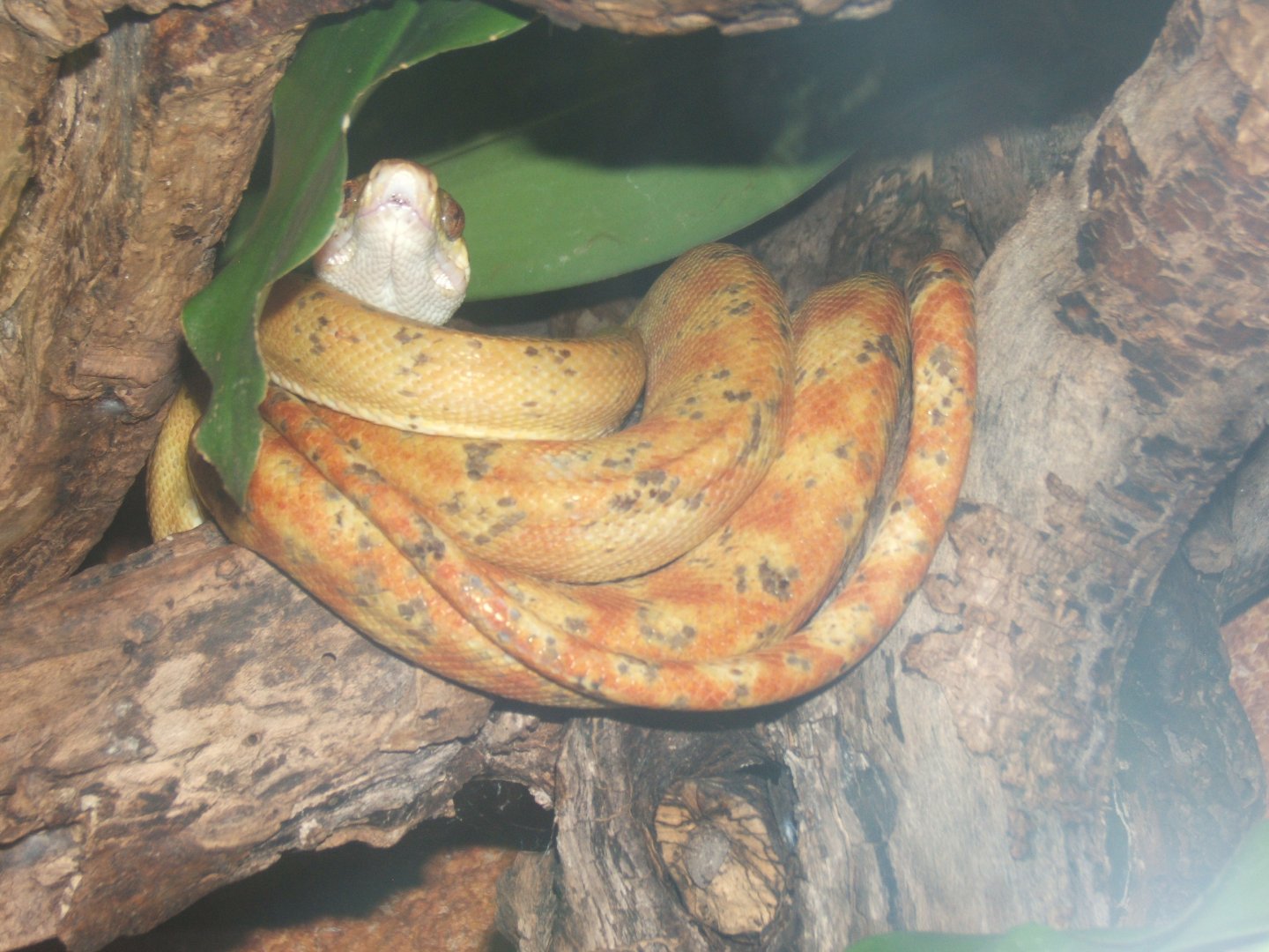 Amazon Tree Boa 30/07/2017