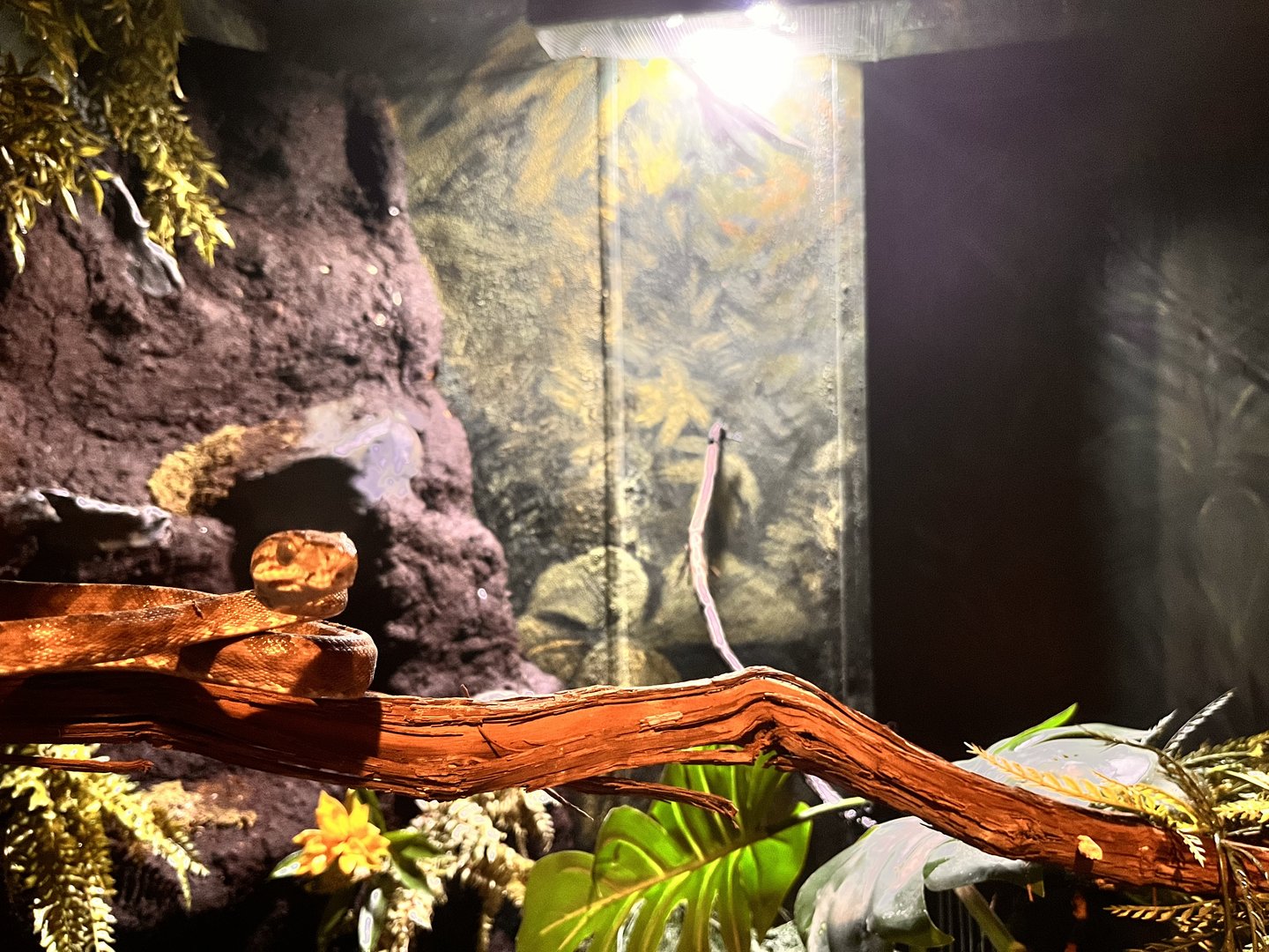 Amazon Tree Boa about to strike