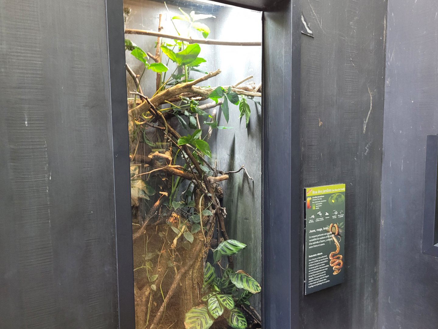 Amazon tree boa and Kokoe poison dart frog -Parc Zoologique de Paris (2022)