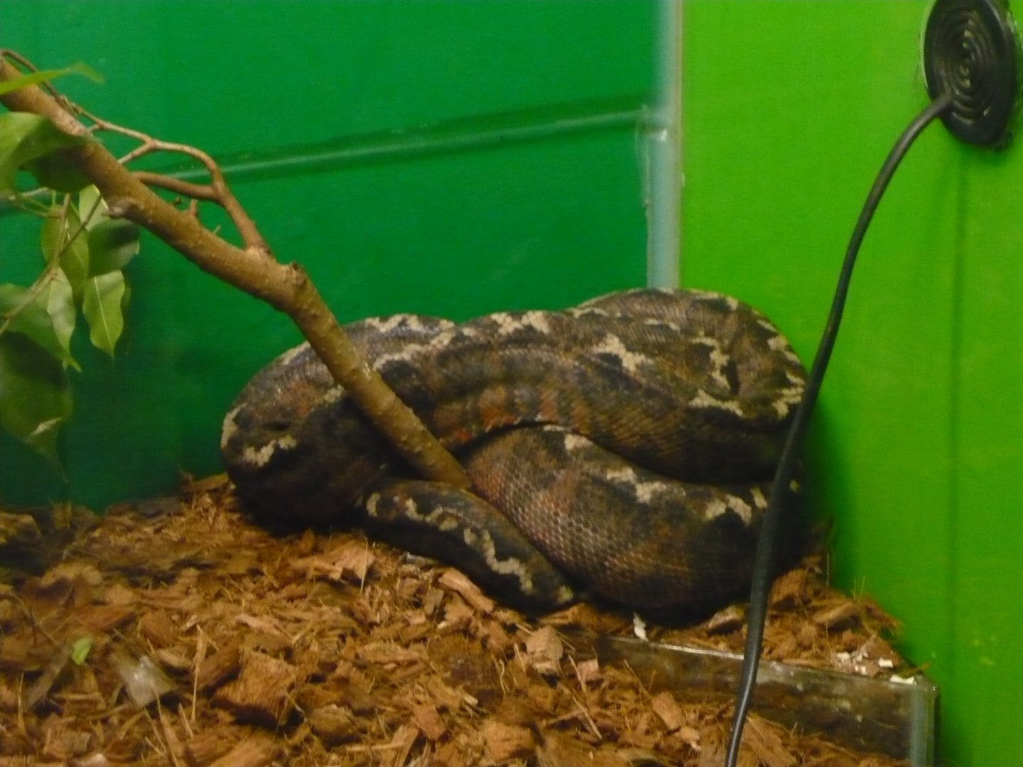 Amazon tree boa (Corallus hortulanus)