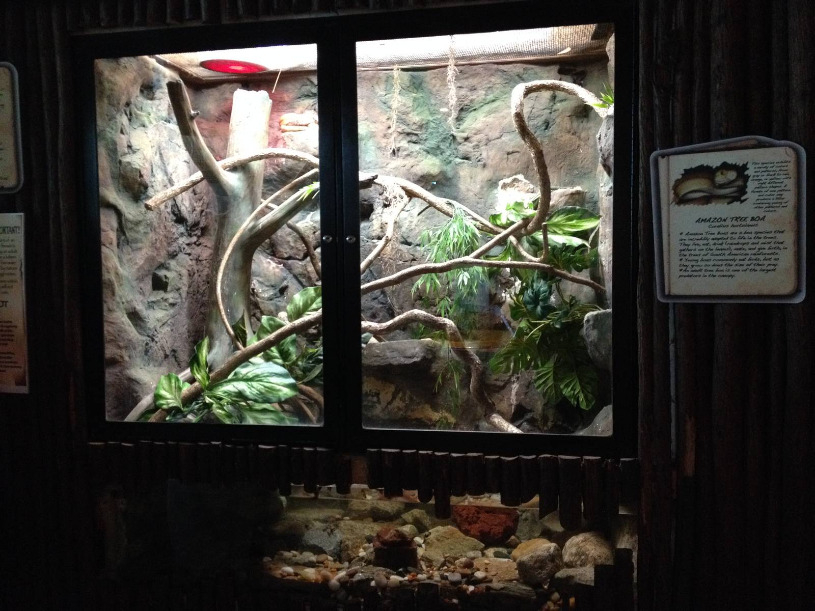 Amazon Tree Boa Exhibit