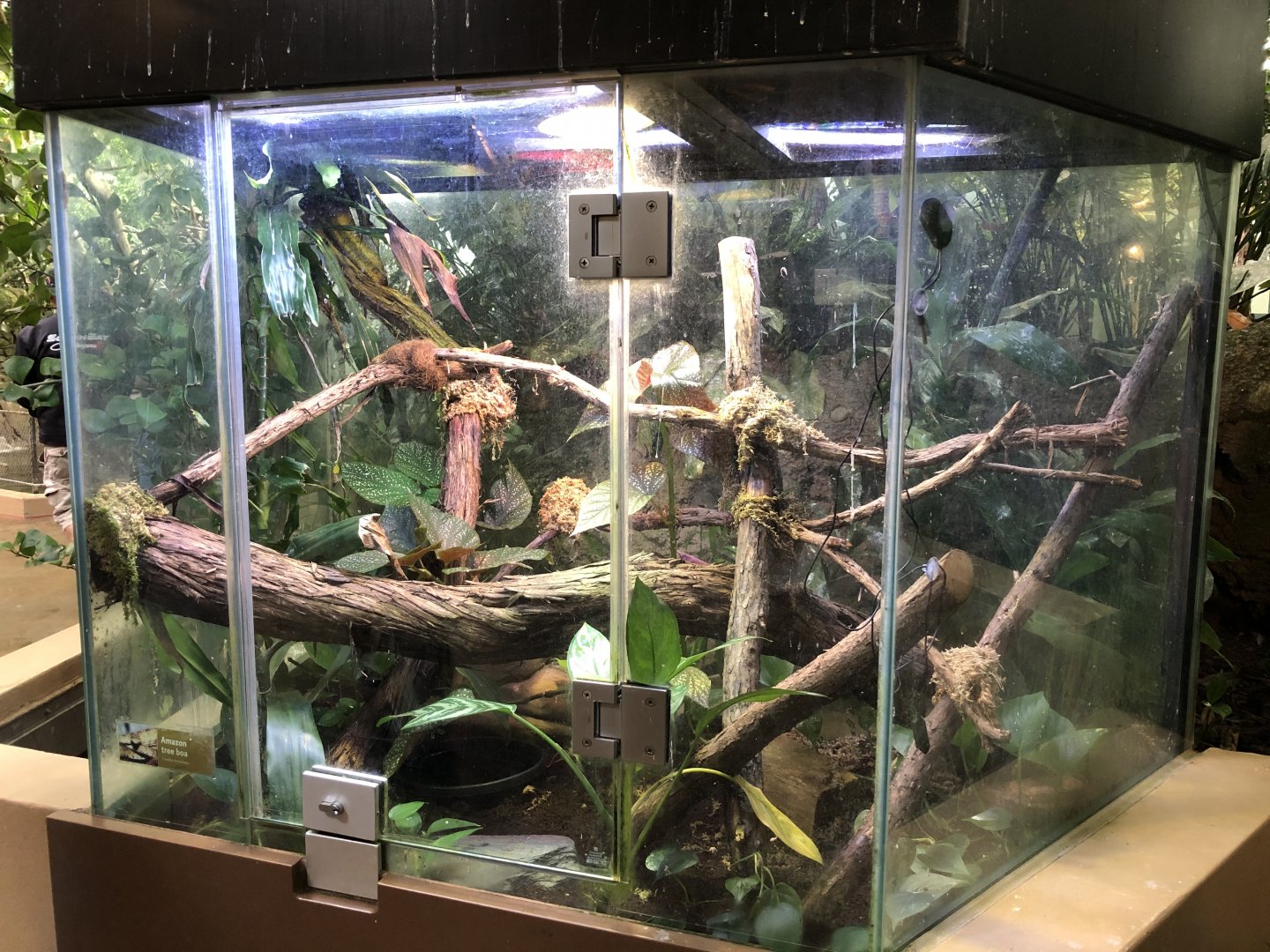 Amazon tree boa exhibit