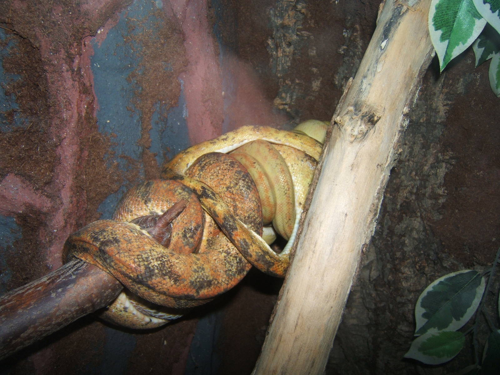 Amazon Tree Boa`s