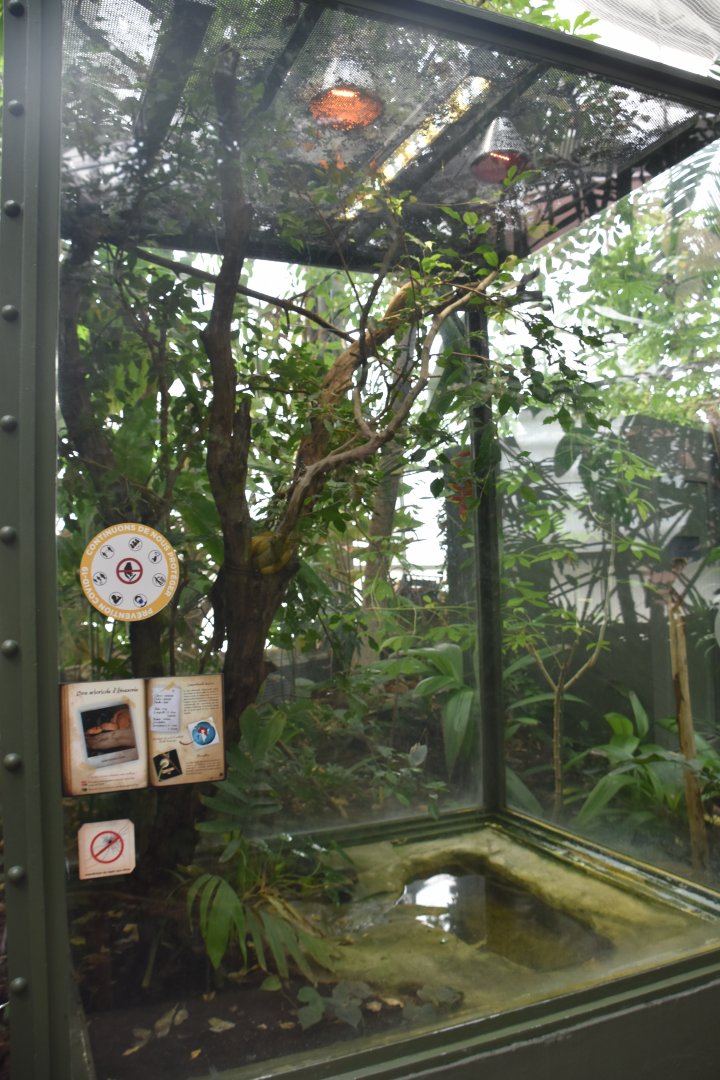 Amazon tree boa terrarium