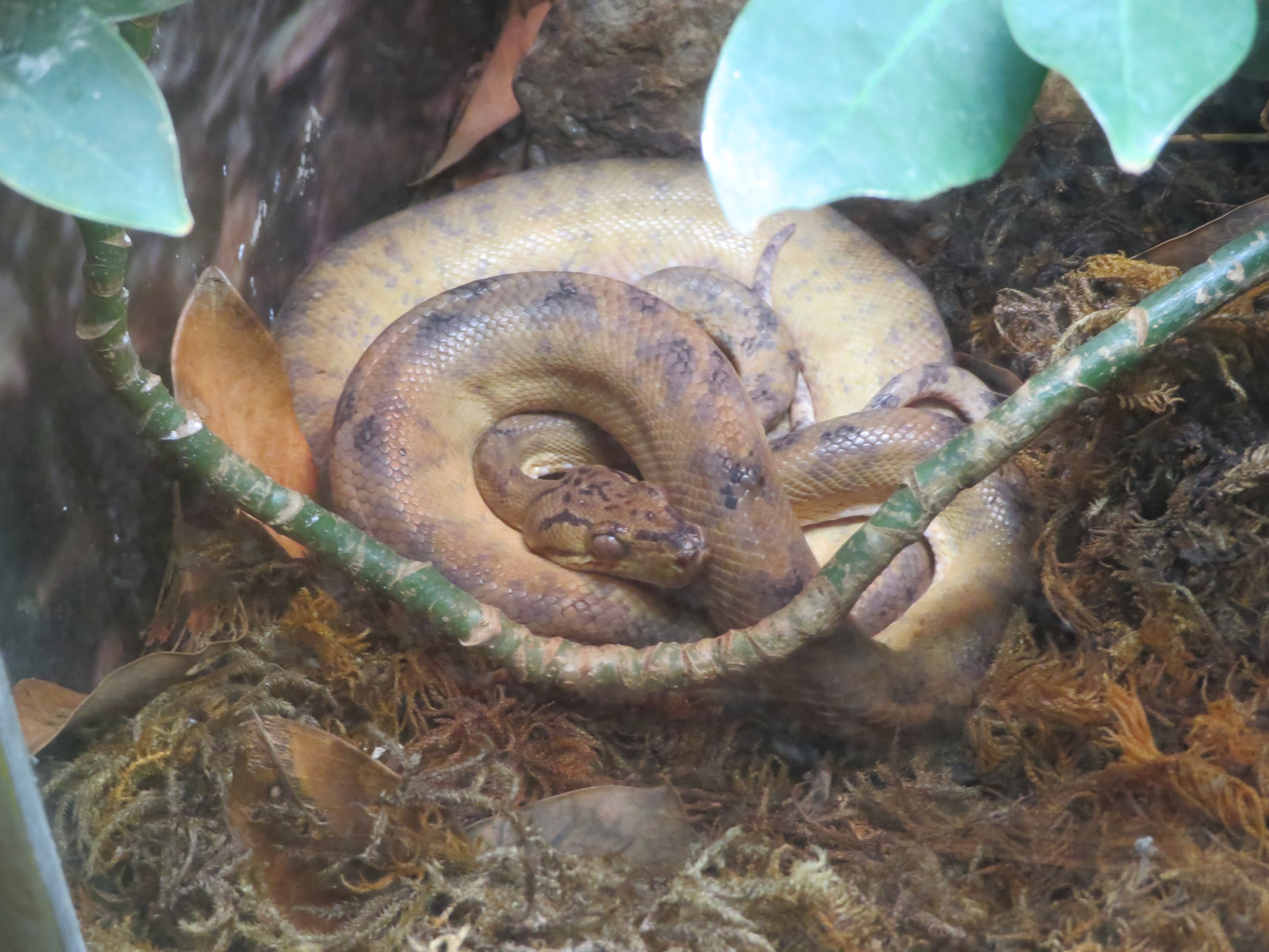 Amazon Tree Boa