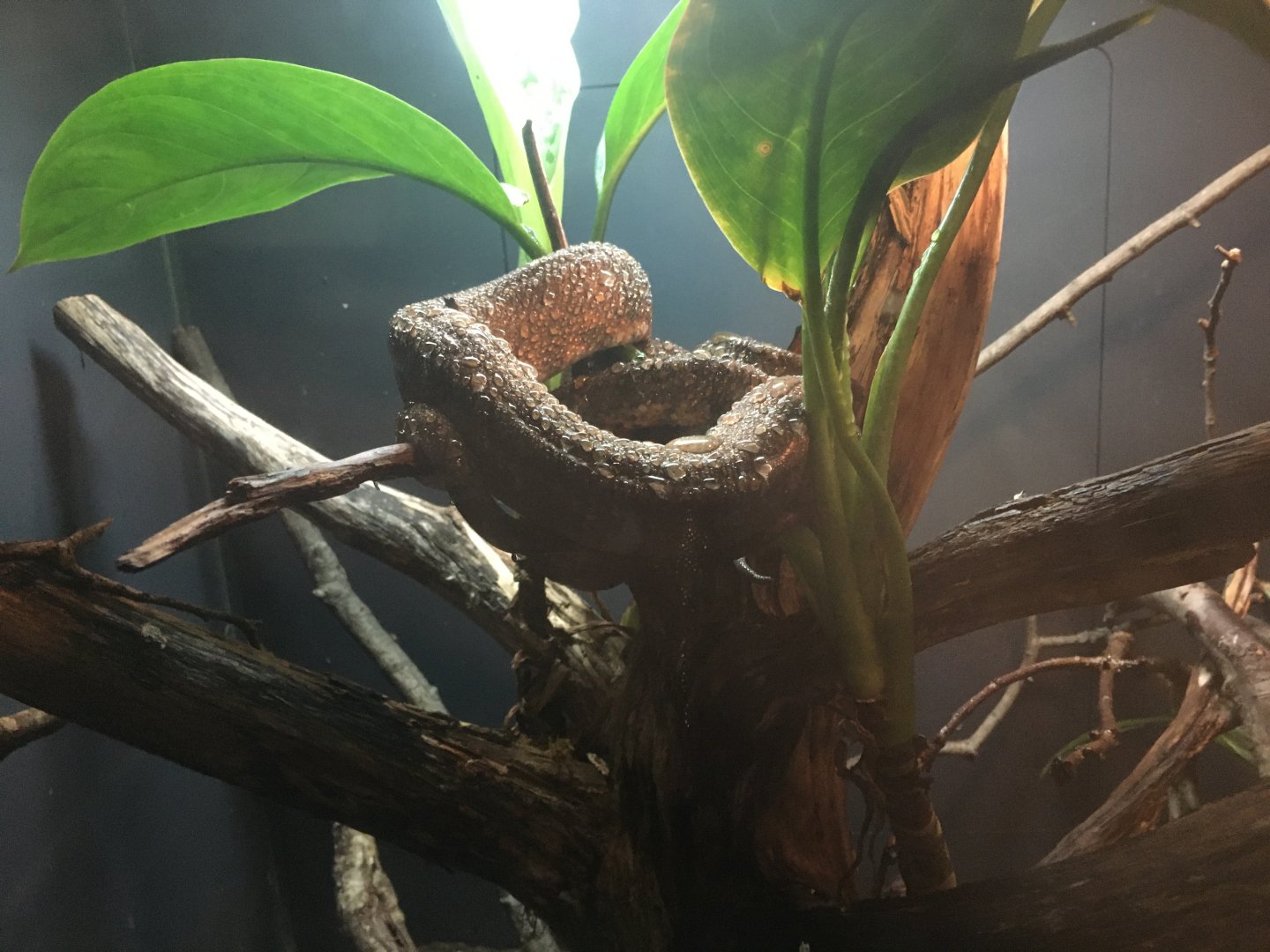 Amazon tree boa