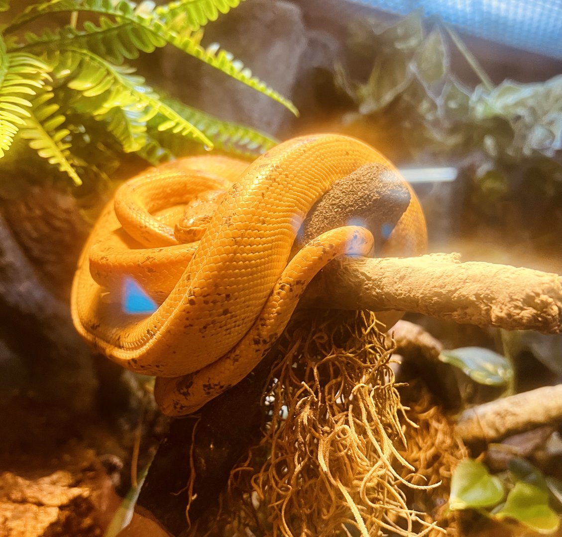 Amazon Tree Boa