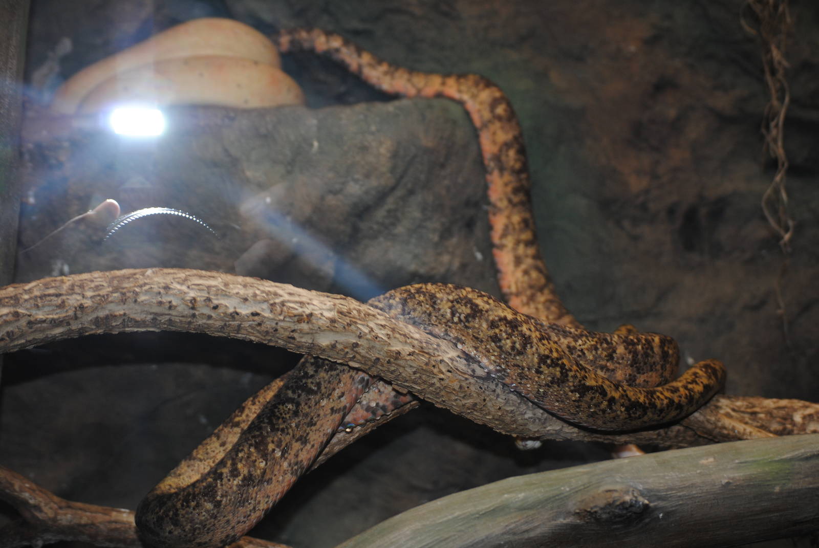 Amazon Tree Boas