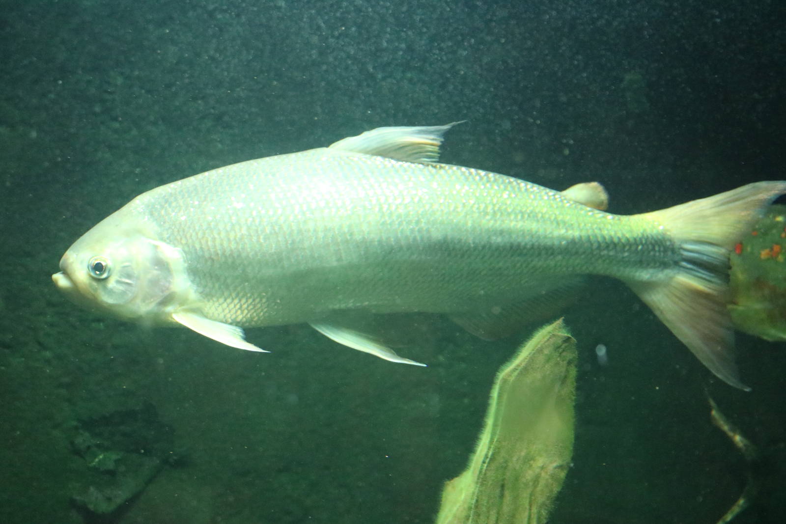 Amazon trout - Bolton Museum, September 2015