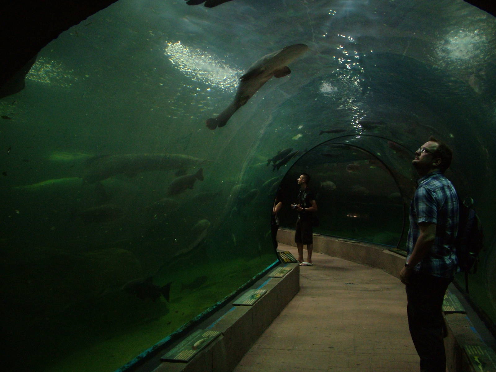 Amazon Tunnel at Faunia, 27/05/11