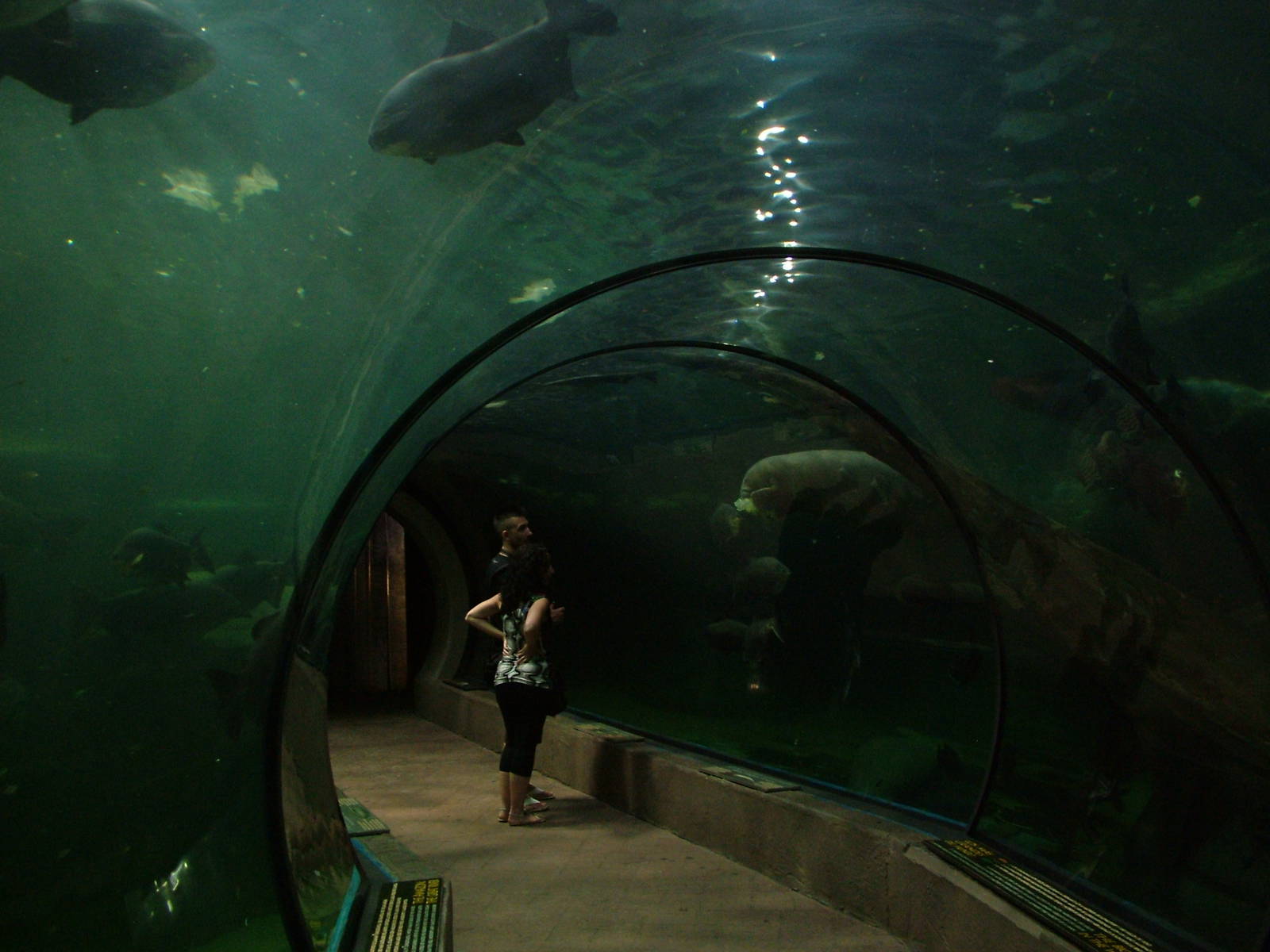 Amazon Tunnel at Faunia, 27/05/11
