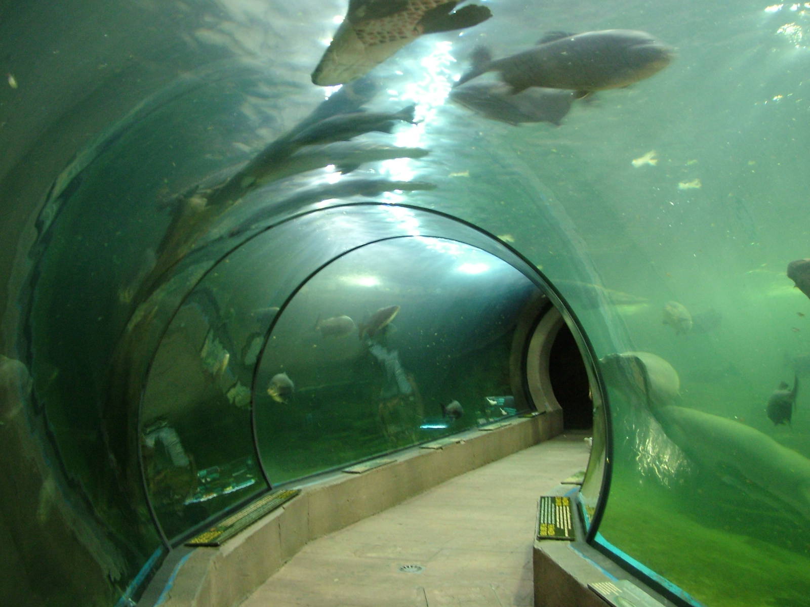 Amazon Tunnel at Faunia, 27/05/11