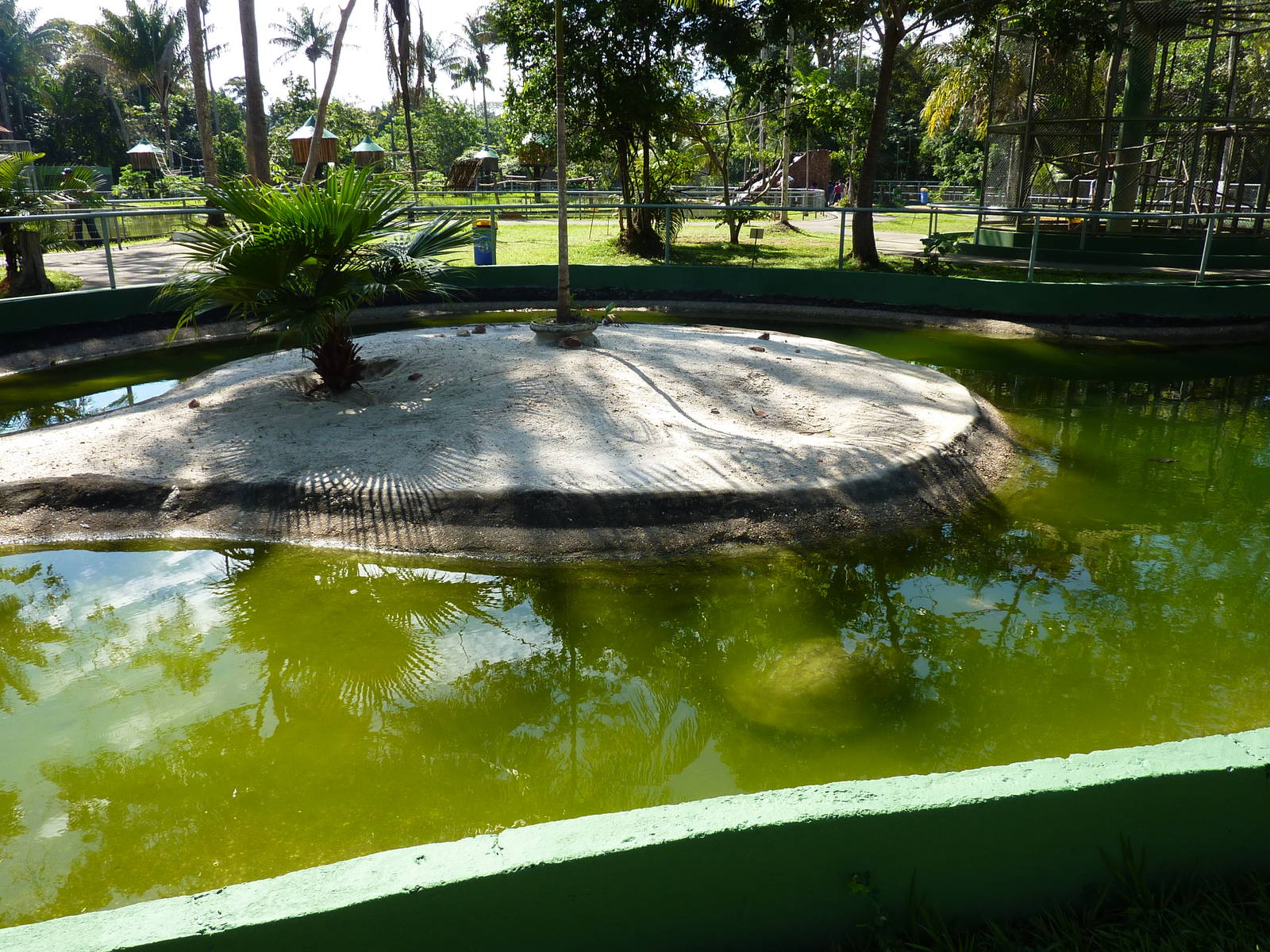 Amazon turtle pool