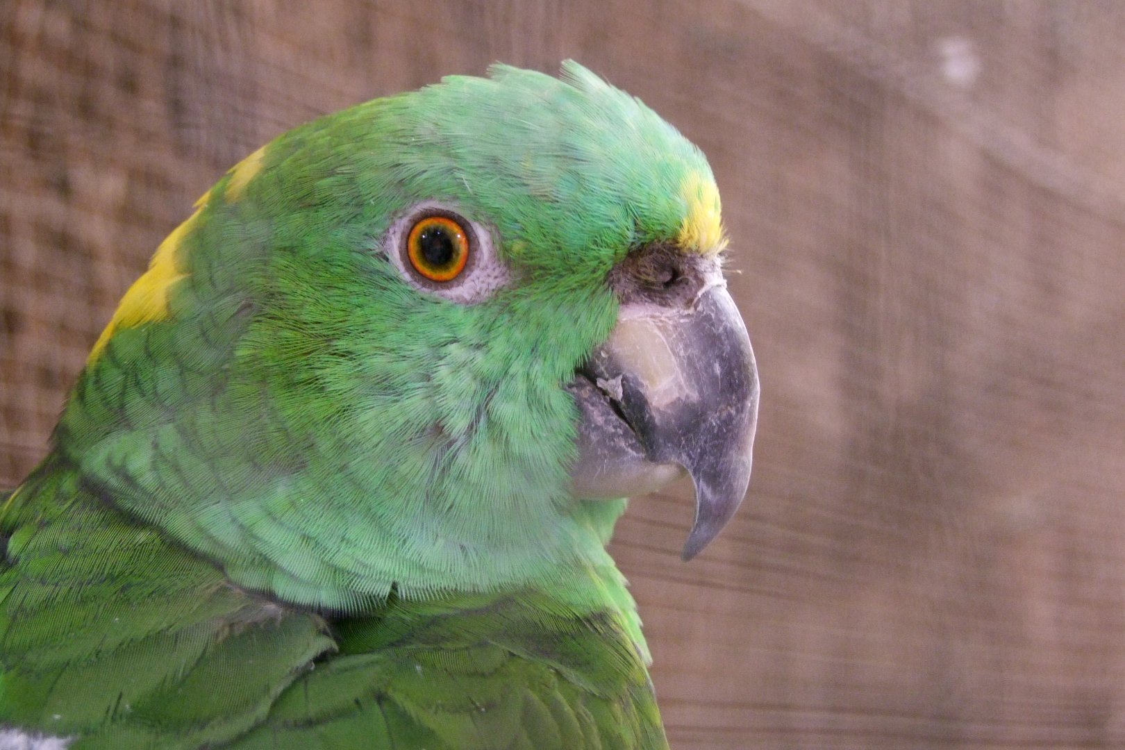 Amazona auropalliata