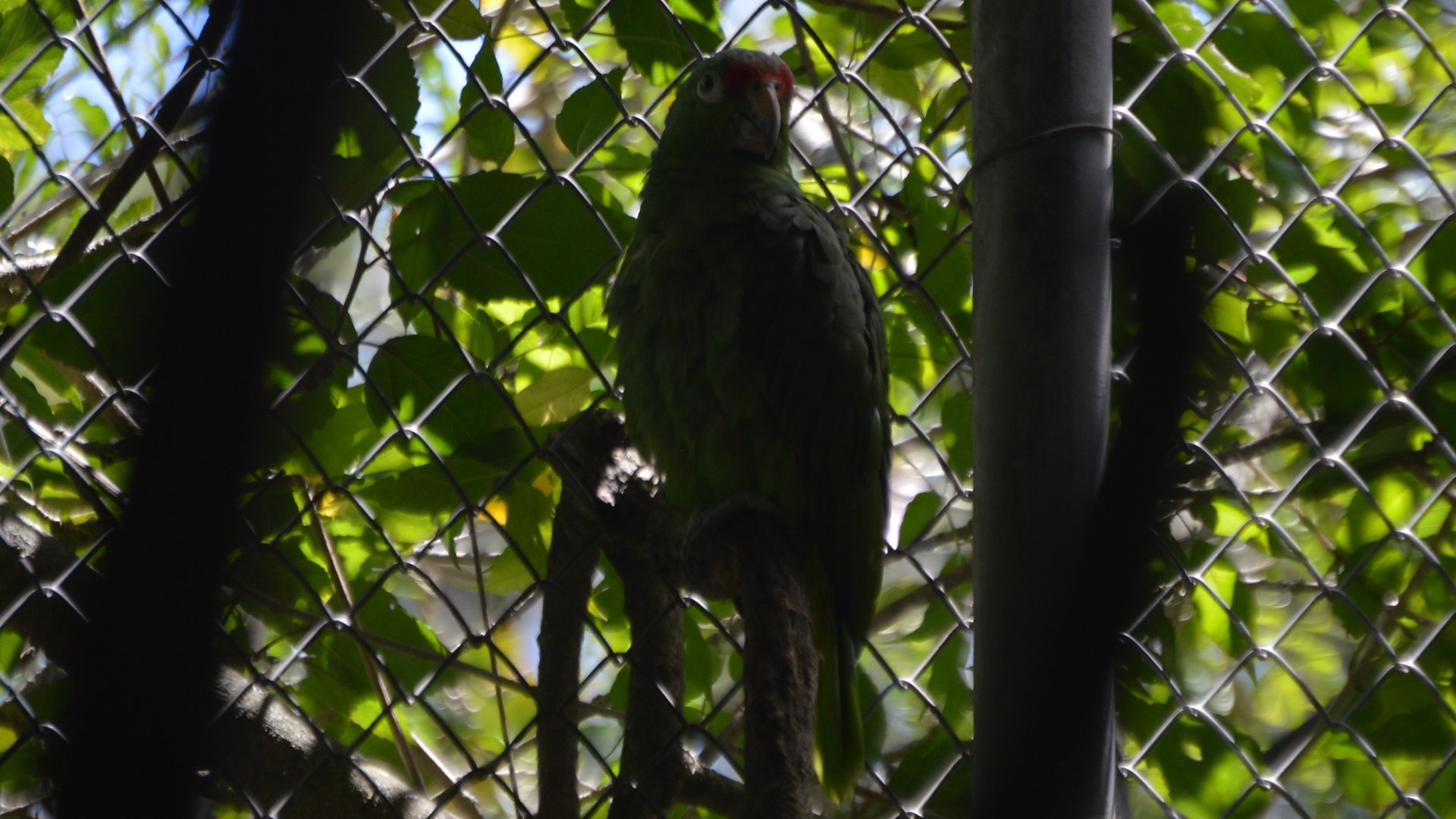Amazona autumnalis lilacina