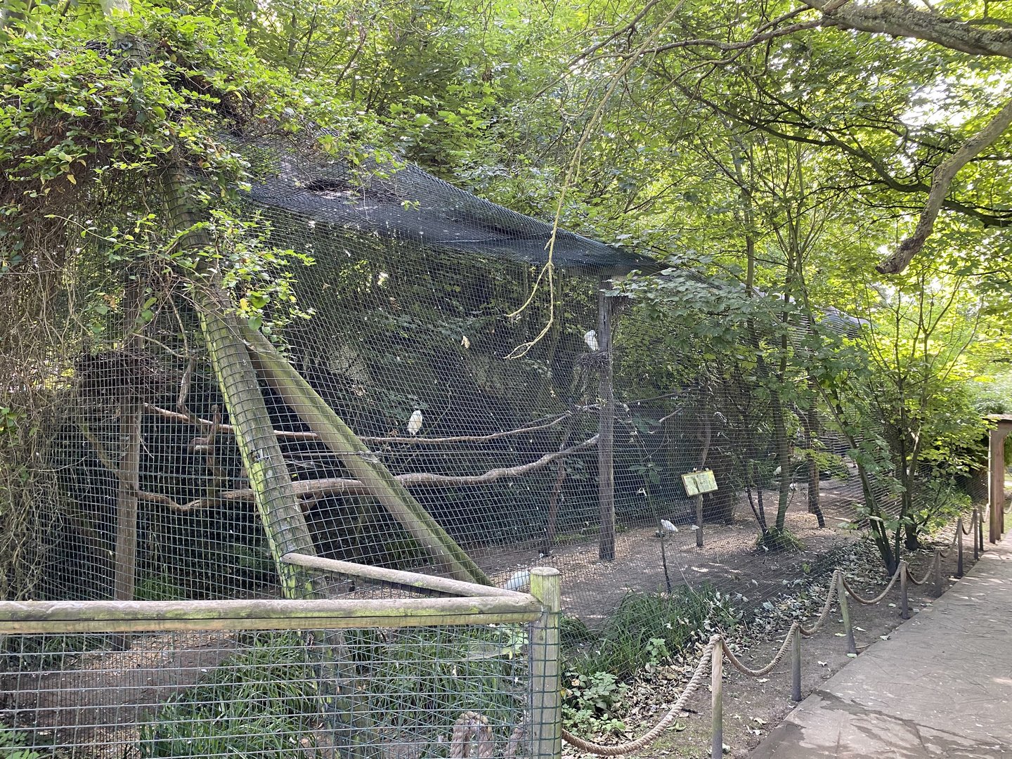 amazona aviary 2