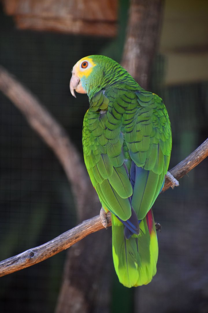 Amazona barbadensis - Yellow-shouldered Amazon / Zoo d'Upie 2024