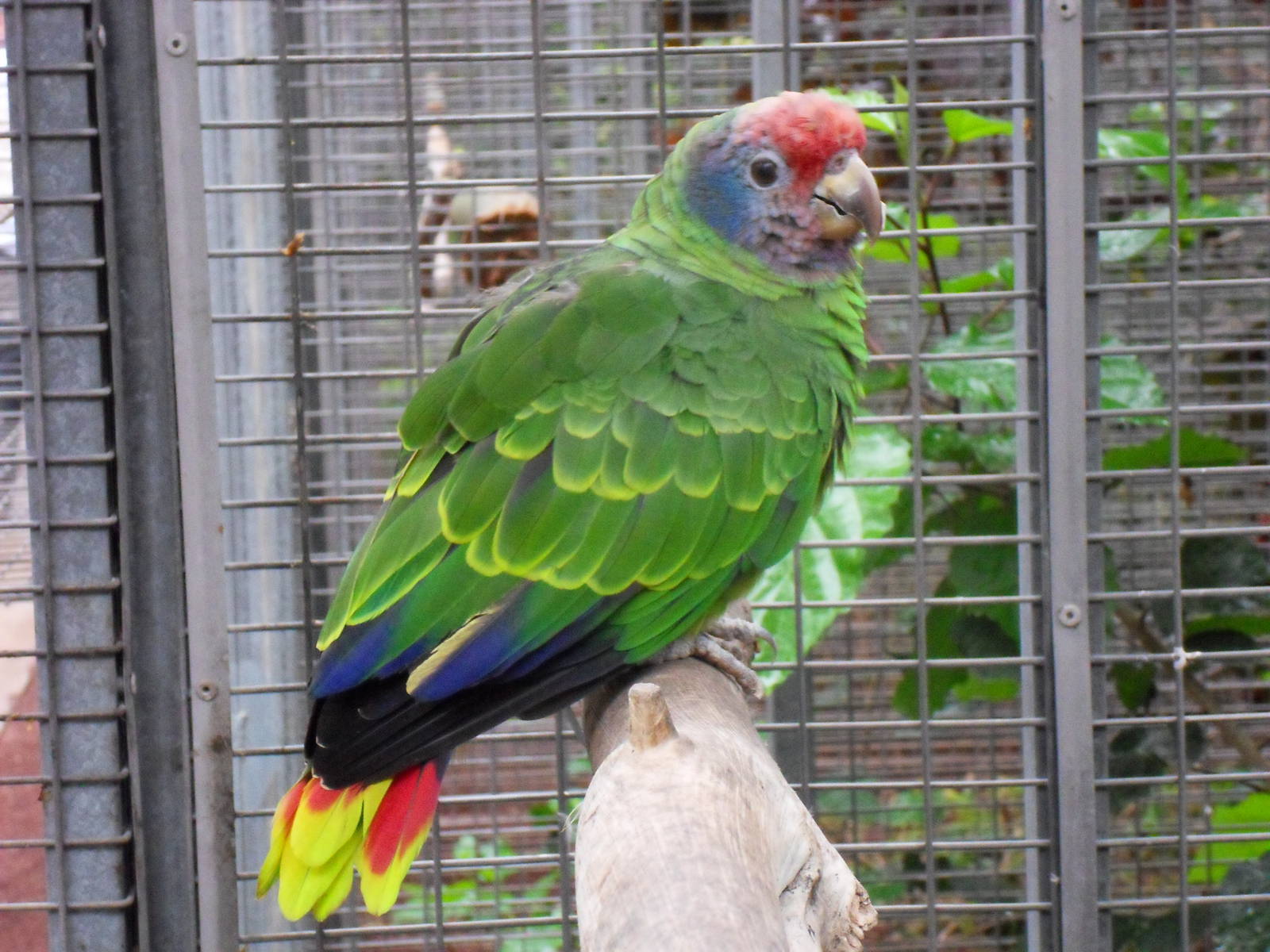 Amazona brasiliensis