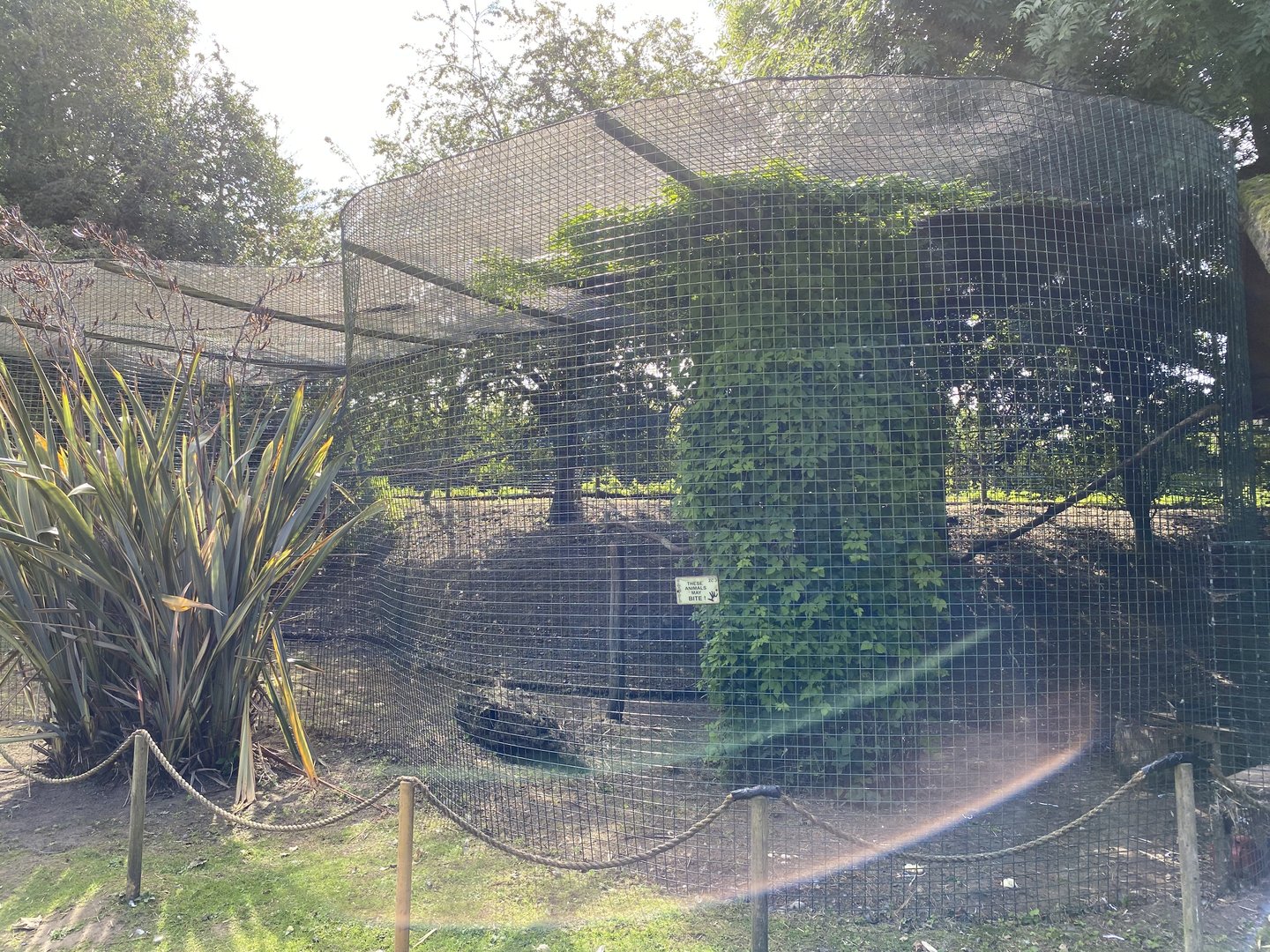 amazona caracara outside