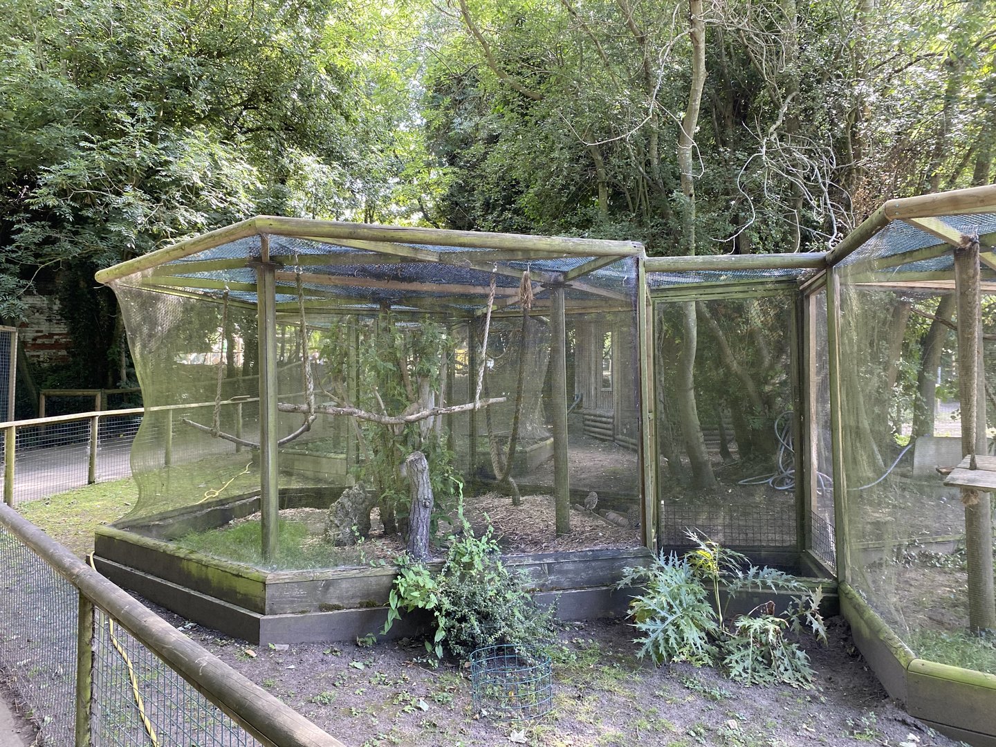 amazona common marmoset 2