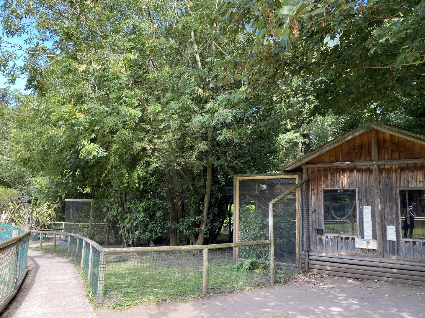 amazona common marmoset house