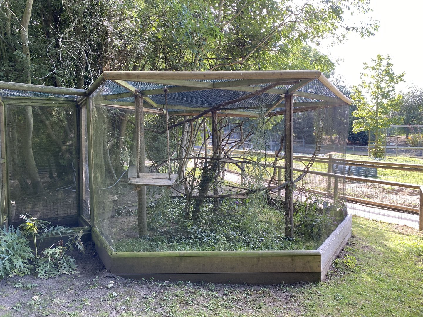 amazona common marmoset