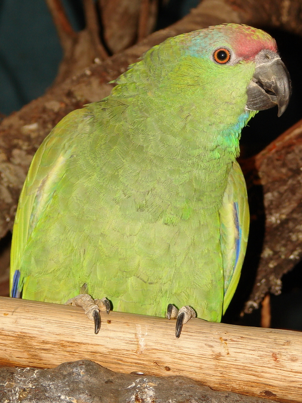 Amazona festiva festiva / Festive amazon