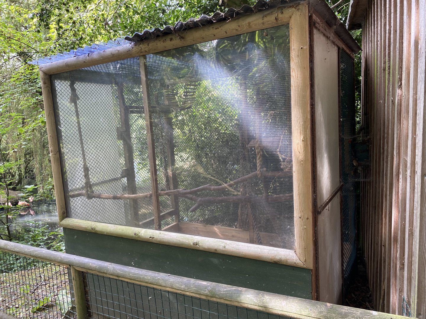 Amazona geoffroutside