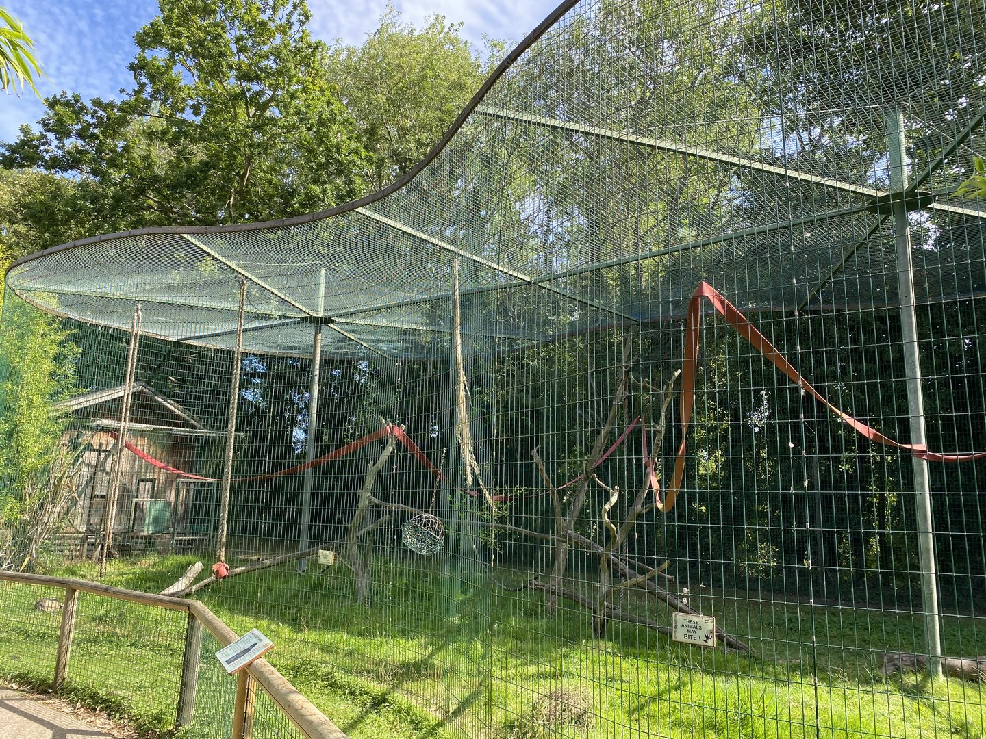 amazona geoffroy spider monkey